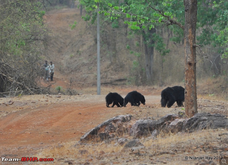 Tadoba: 14 Tigers and a Bison-dsc_6052.jpg
