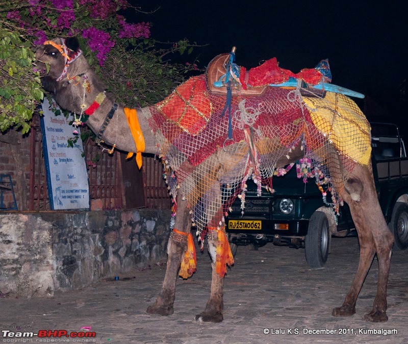 Rajasthan - Padharo Mhare Des-dsc_3069.jpg