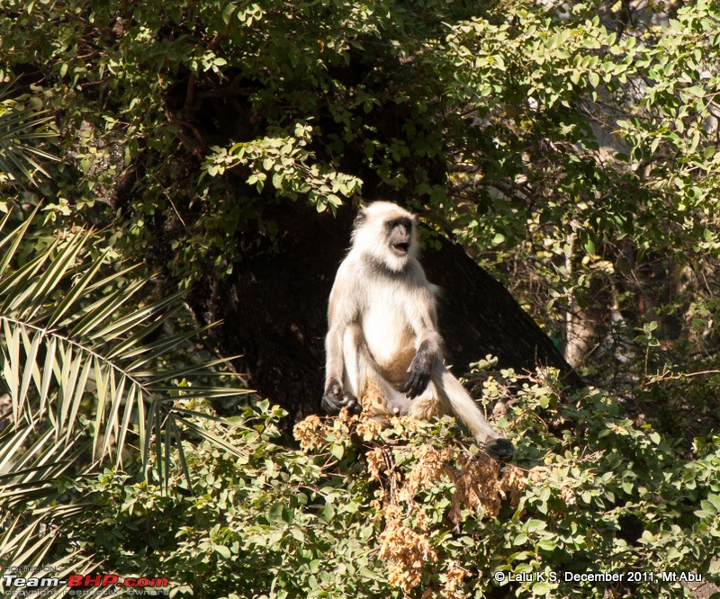 Rajasthan - Padharo Mhare Des-dsc_3603.jpg