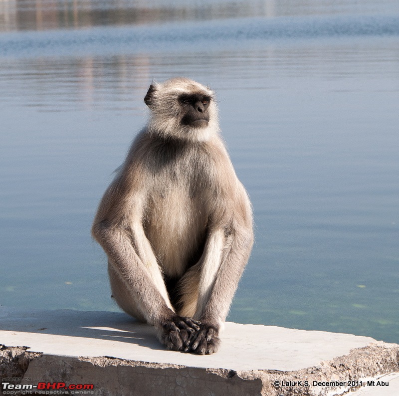 Rajasthan - Padharo Mhare Des-dsc_3930.jpg