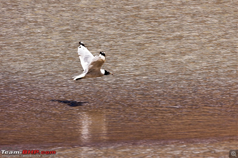 Reflecting on Driving Addictions - Bangalore to Spiti and Changthang-123.jpg