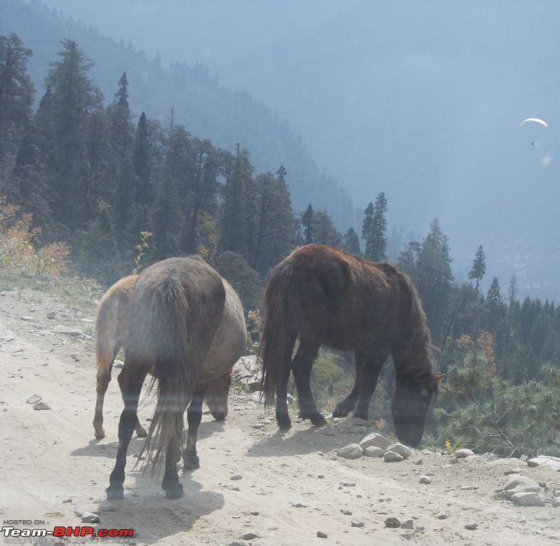 Lightning strikes twice! 3-Day Delhi-Manali trip twice in a month (Skoda Yeti)-dscn0103.jpg