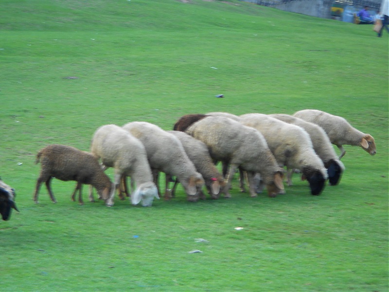 A 5 day road trip to Dalhousie/Khajjiar-sheep-grazing.jpg