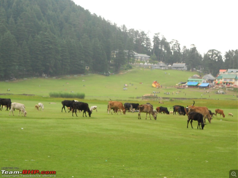 A 5 day road trip to Dalhousie/Khajjiar-cows.jpg