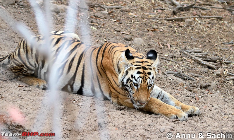 Crouching Tiger, Unaware prey - Hunt and Kill: TATR - Awesome, Incredible, Amazing!!-img_5920.jpg
