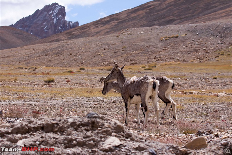 Reflecting on Driving Addictions - Bangalore to Spiti and Changthang-81.jpg