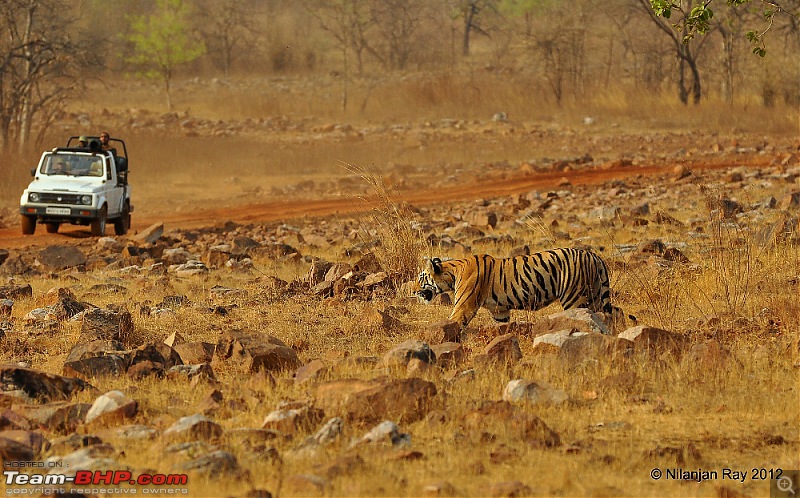 Tadoba: 14 Tigers and a Bison-dsc_5374.jpg