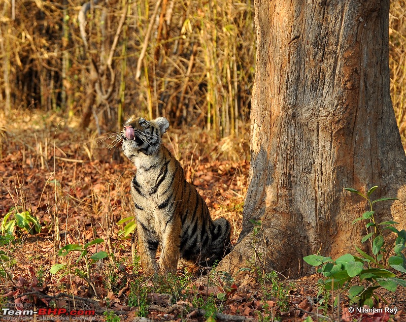 Tadoba: 14 Tigers and a Bison-dsc_4551.jpg