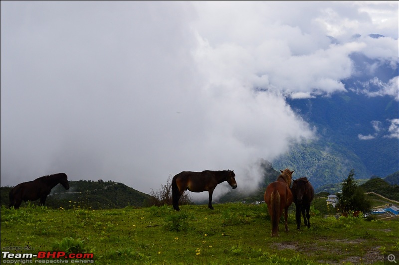 Northeast Himalayan Escape - Bhutan and Tawang-_dsc0006.jpg