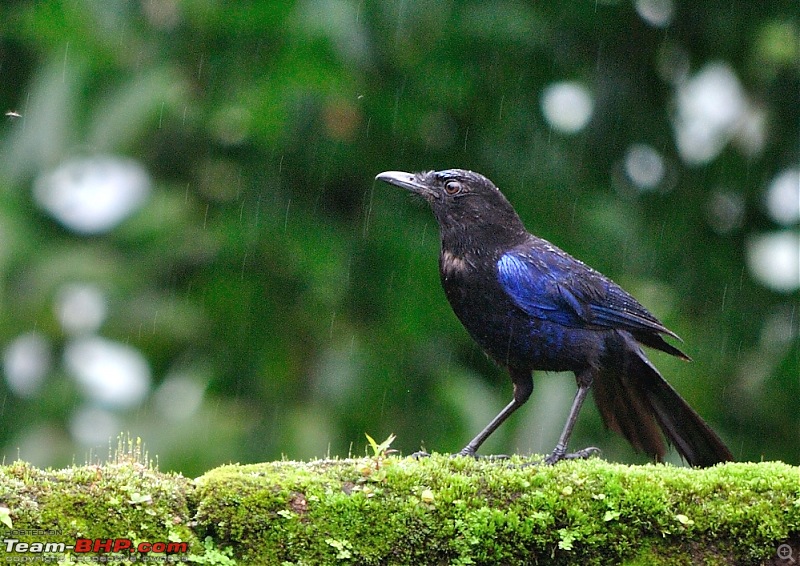 Valparai - The green carpet with great flora & fauna-valparai428.jpg