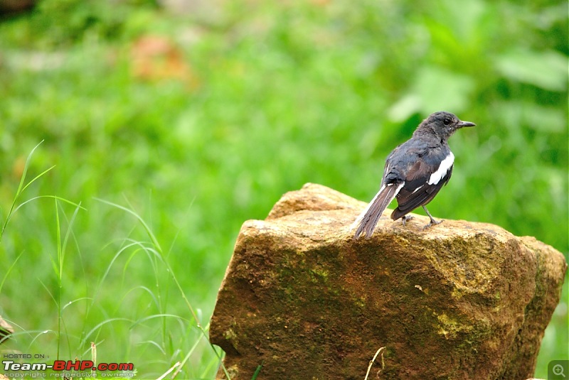 Valparai - The green carpet with great flora & fauna-valparaipalani379.jpg