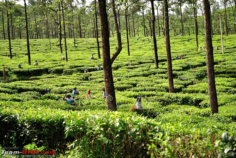 Valparai - The green carpet with great flora & fauna-valparaipalani433.jpg