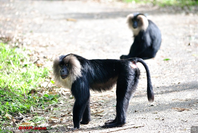 Valparai - The green carpet with great flora & fauna-valparaipalani435.jpg