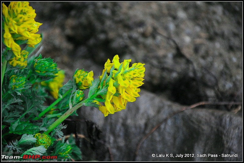 Cliffhanger Himachal, Hidden Kashmir and a search for Mughal Ghosts-dsc_8483.jpg