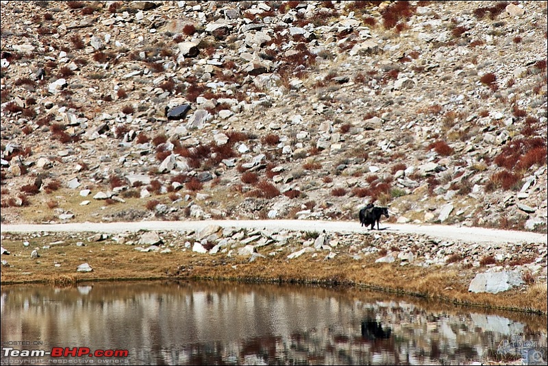 Self-Drive Exploratory Expedition->Zanskar+Unknown Kashmir-> "off-season October 2011-img_7860.jpg