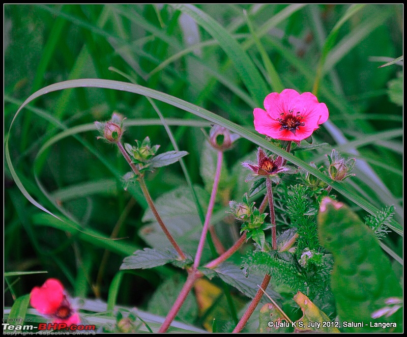 Cliffhanger Himachal, Hidden Kashmir and a search for Mughal Ghosts-dsc_8802.jpg