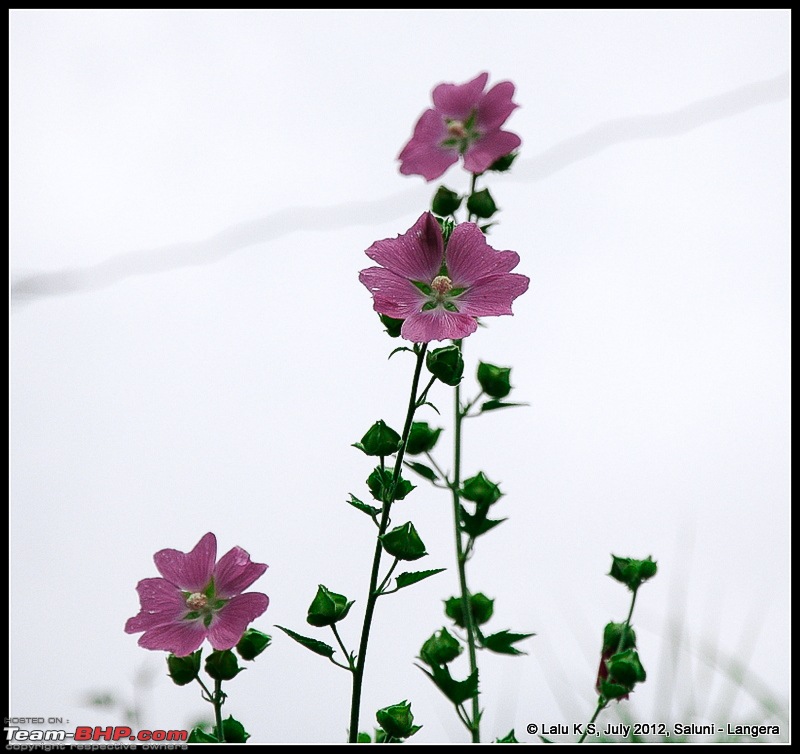 Cliffhanger Himachal, Hidden Kashmir and a search for Mughal Ghosts-dsc_8789.jpg