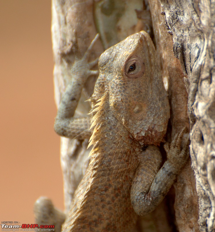 Exploring the Great Indian Outdoors-dsc_6731.jpg