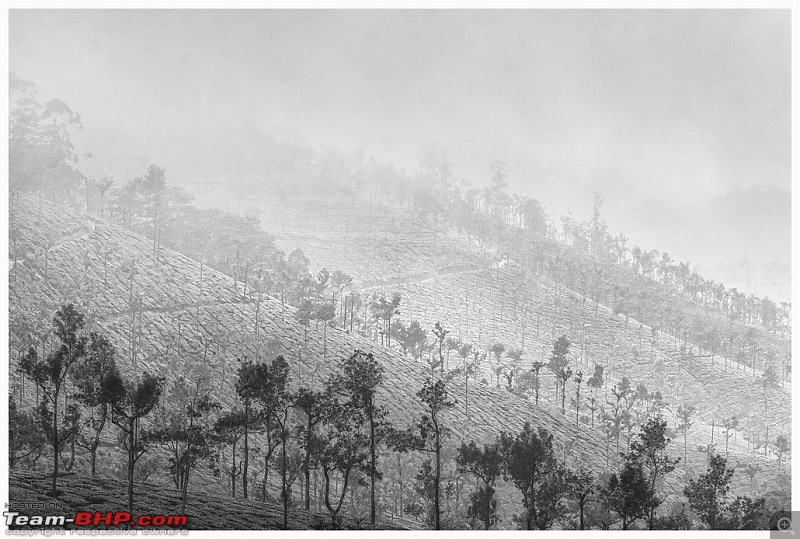 Stunning Valparai-img_5645-bw-web.jpg