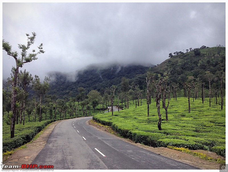 Stunning Valparai-img_0921a-web.jpg