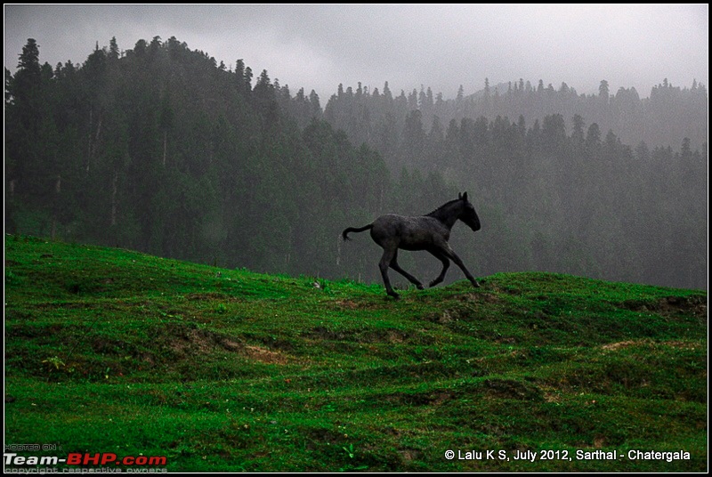 Cliffhanger Himachal, Hidden Kashmir and a search for Mughal Ghosts-dsc_9356.jpg