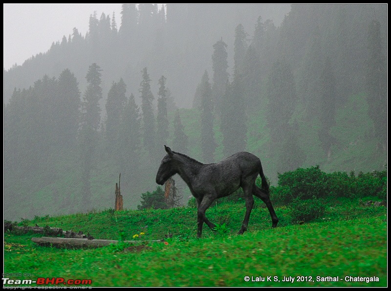 Cliffhanger Himachal, Hidden Kashmir and a search for Mughal Ghosts-dsc_9358.jpg