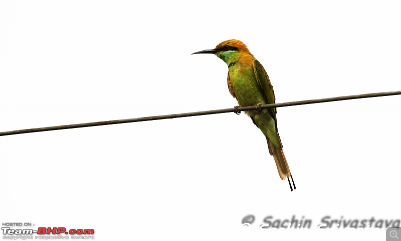 Birds in Sultanpur bird sanctuary-img_1660.jpg