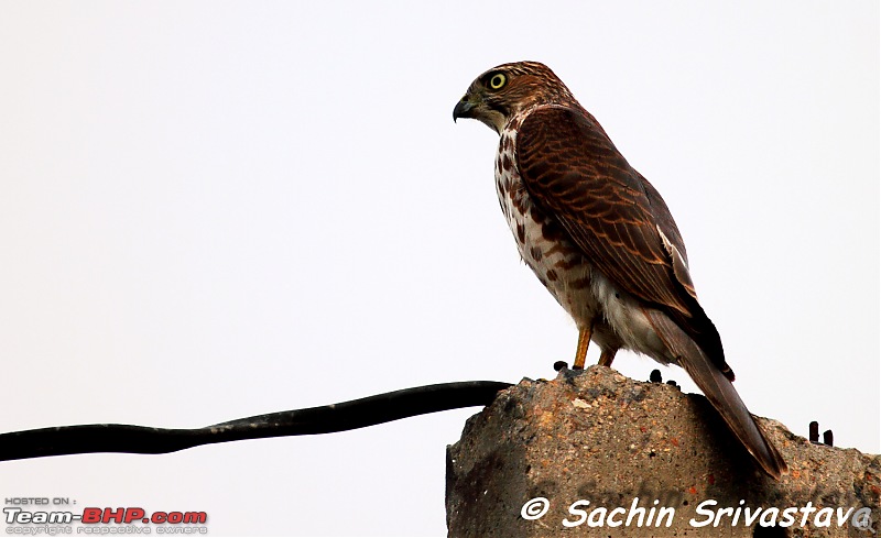 Birds in Sultanpur bird sanctuary-img_1666.jpg