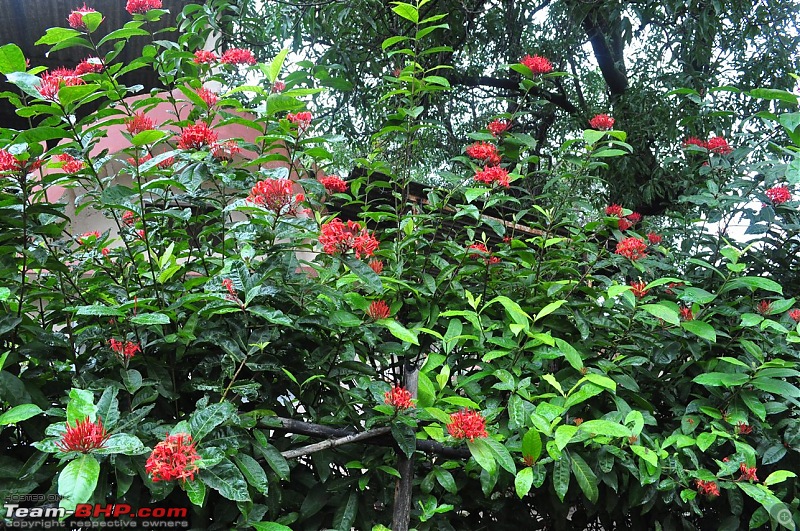 An unplanned long-weekend trip to Bhandardara-Igatpuri-dsc_0296.jpg