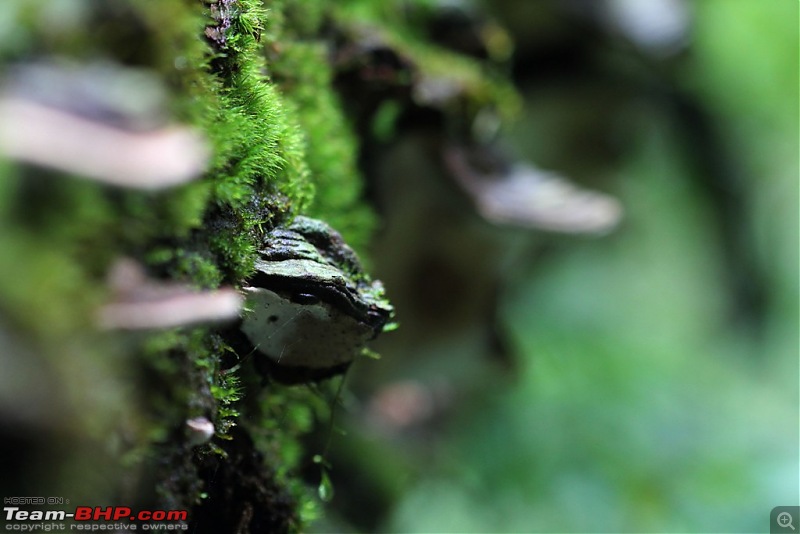 A Greener Weekend in an unexplored forest - GAVI, Kerala-picture-141.jpg
