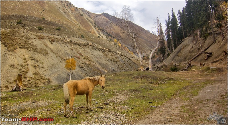 Self-Drive Exploratory Expedition->Zanskar+Unknown Kashmir-> "off-season October 2011-img_9528.jpg