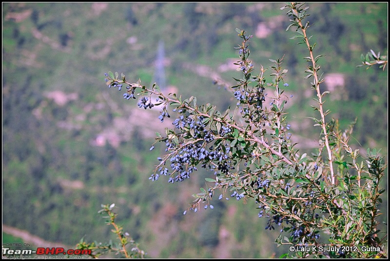 Cliffhanger Himachal, Hidden Kashmir and a search for Mughal Ghosts-dsc_0240.jpg
