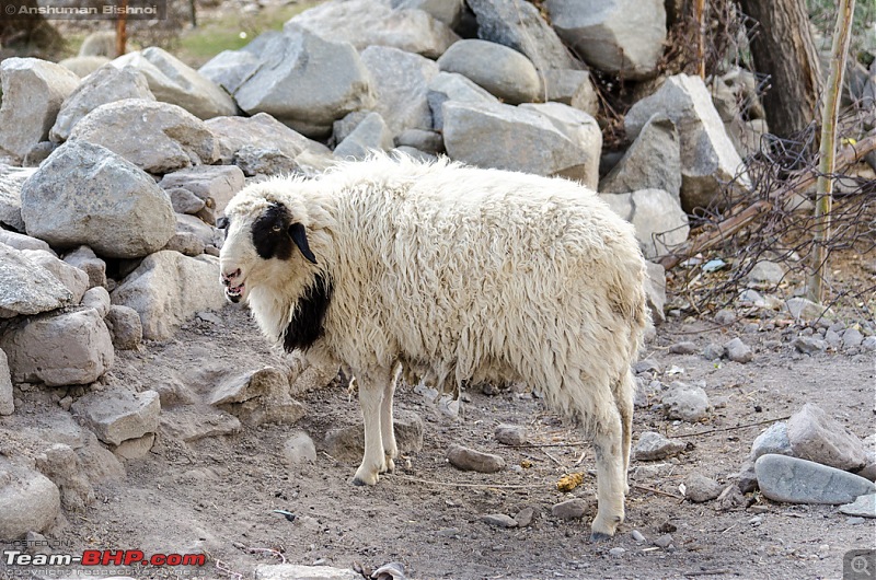 Ladakh in my Laura- Travelogue-dsc_8178.jpg
