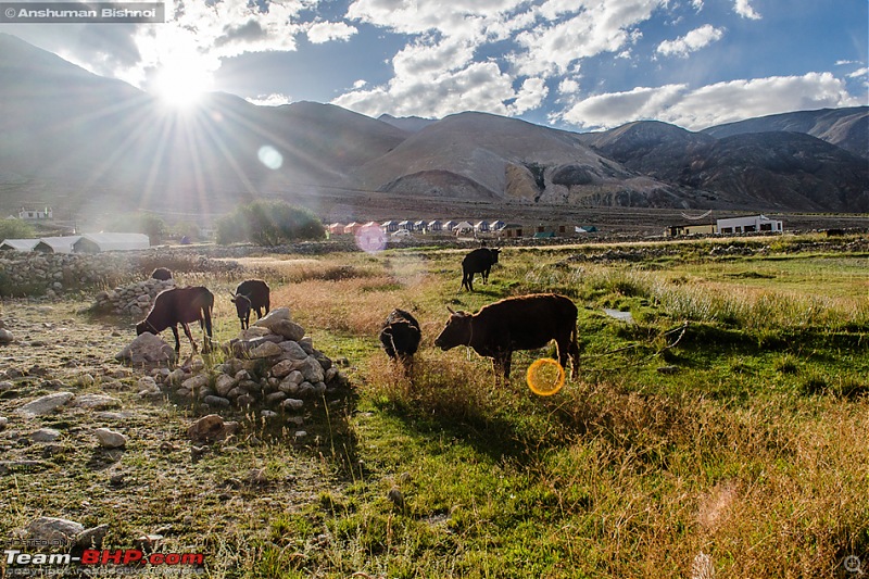 Ladakh in my Laura- Travelogue-dsc_8399.jpg