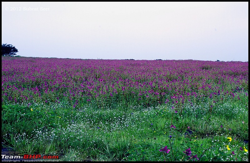 Kas - The Valley of Flowers-kas18-copy.jpg