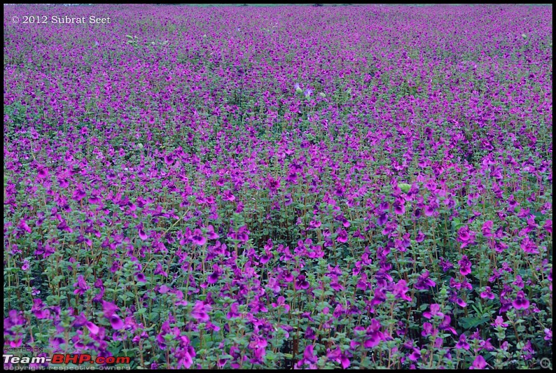 Kas - The Valley of Flowers-kas19-copy.jpg