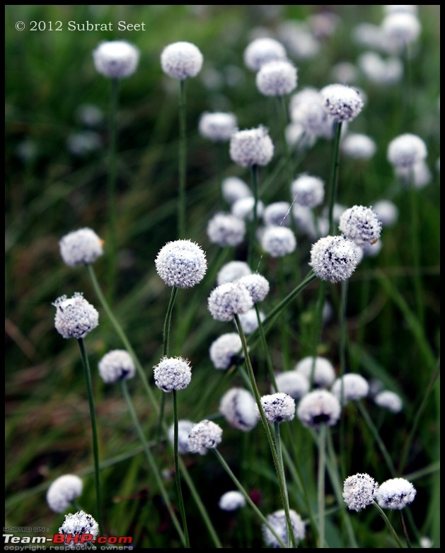 Kas - The Valley of Flowers-kas25-copy.jpg