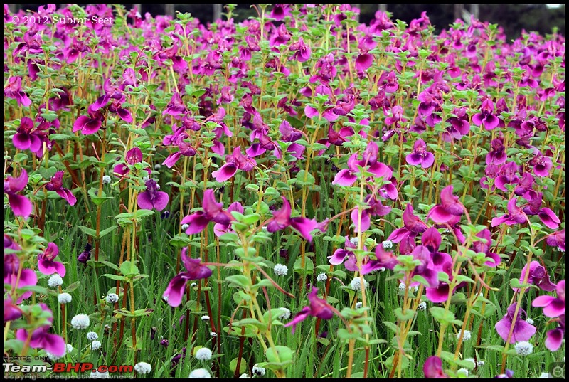 Kas - The Valley of Flowers-kas24-copy.jpg