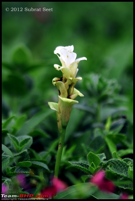 Kas - The Valley of Flowers-kas89-copy.jpg