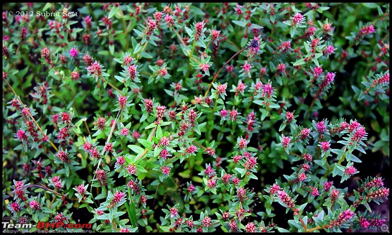 Kas - The Valley of Flowers-kas83-copy.jpg