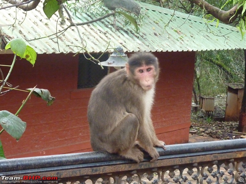 Exploring Mahabaleshwar again!-p1120949.jpg