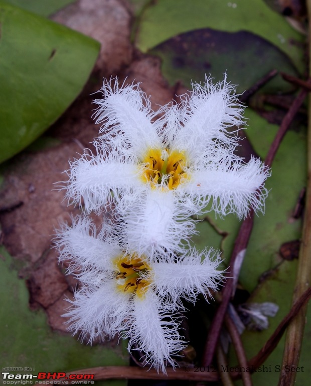 Kas - The Valley of Flowers-kas15-copy.jpg