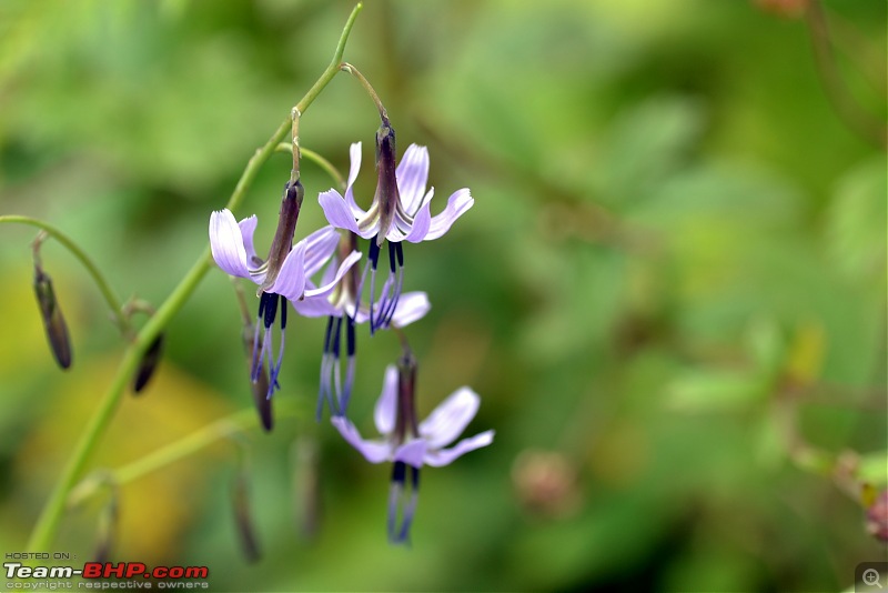 Fauji's Drivologues - Valley of Flowers, Uttarakhand - "Paradise on Earth"-dsc_0294.jpg