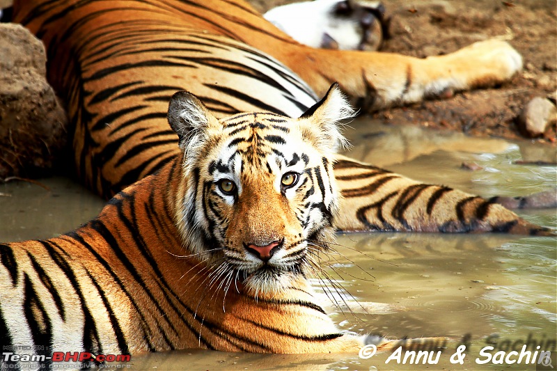 Crouching Tiger, Unaware prey - Hunt and Kill: TATR - Awesome, Incredible, Amazing!!-img_6430.jpg