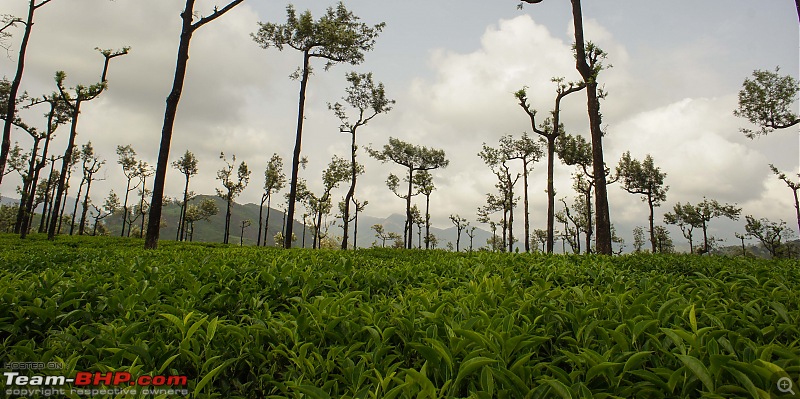 Reflections on Driving addictions - Valparai-165.jpg