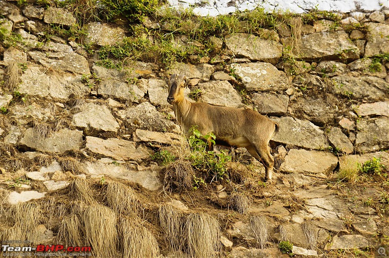 Reflections on Driving addictions - Valparai-4.jpg