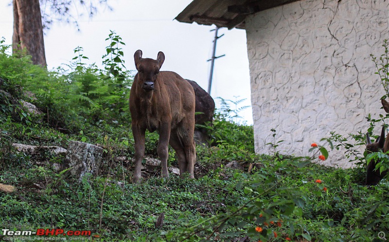 Reflections on Driving addictions - Valparai-58.jpg