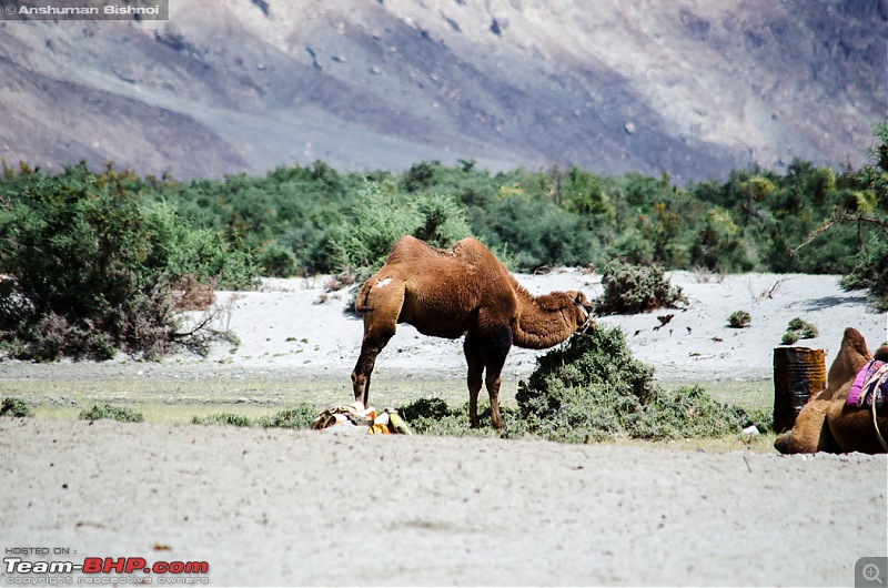 Ladakh in my Laura- Travelogue-dsc_8790.jpg