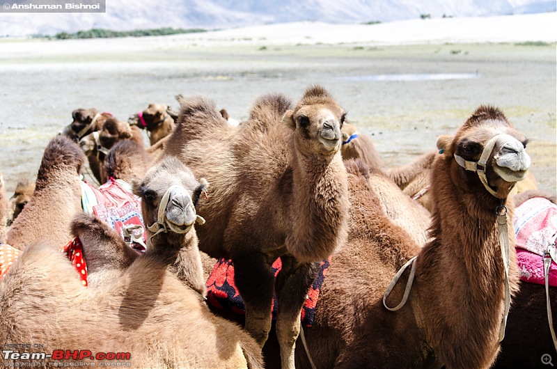 Ladakh in my Laura- Travelogue-dsc_8796.jpg