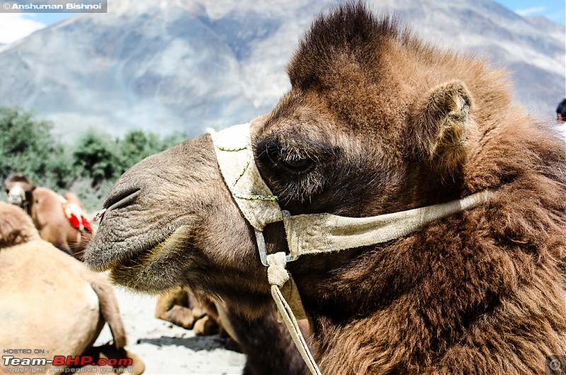 Ladakh in my Laura- Travelogue-dsc_8800.jpg